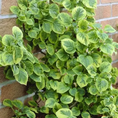 Гортензия МИРАНДА черешковая в Полоцке