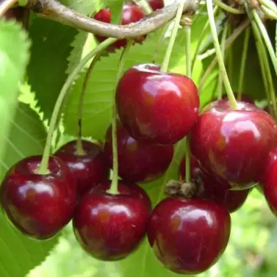 Вишня ХАРИТОНОВСКАЯ в Полоцке