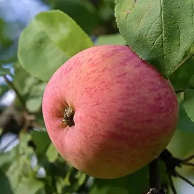 Яблоня МЕЛБА в Полоцке