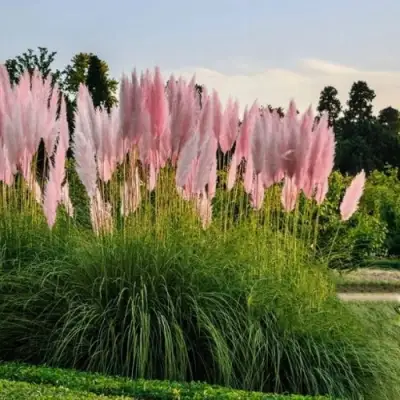 Кортадерия розовая (пампасная трава) в Полоцке