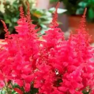 Астильба ЮНИК КАРМИН гибридная в Полоцке