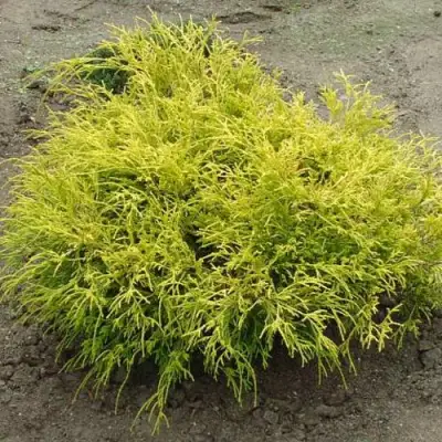 Кипарисовик ГОЛДЕН МОП горохоплодный в Полоцке