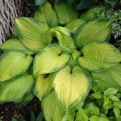 Хоста СТЕЙНД ГЛАСС гибридная в Полоцке