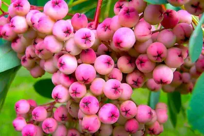 Сорта плодовых деревьев - Рябина сладкоплодная