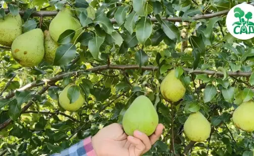 Превью видео