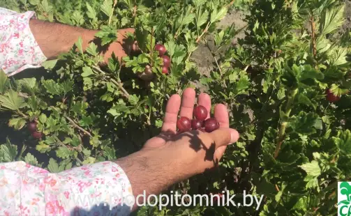 Превью видео