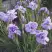 Ирис ИМПЕРИАЛ ОПАЛ сибирский в Полоцке