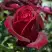 Роза ПАПА МЕЙЯН чайно-гибридная в Полоцке