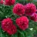 Пион БЕЛГРАВИЯ травянистый в Полоцке