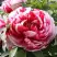 Пион РЕД ВИЗ ПИНК древовидный в Полоцке