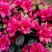 Азалия КАНЗОНЕТТА японская в Полоцке