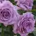 Роза ЛАВ СОНГ флорибунда в Полоцке