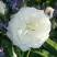 Роза АЛАБАСТЕР флорибунда в Полоцке