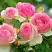 Роза ПЬЕР ДЕ РОНСАР плетистая в Полоцке
