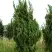Можжевельник КАЙЗУКА китайский в Полоцке