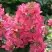 Гортензия МЕГА МИНДИ метельчатая в Полоцке