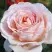 Роза АНДРЕ ЛЕ НОТР чайно-гибридная в Полоцке
