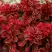 Барбарис РЕД ХОТ ЧИЛИ тунберга в Полоцке