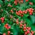 Кизильник горизонтальный в Полоцке