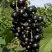 Смородина чёрная ВИНОГРАДНАЯ в Полоцке