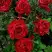 Роза РЕД ИНТУИШН чайно-гибридная в Полоцке