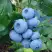 Голубика ТОРО в Полоцке