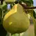 Груша ВЕЛИКАЯ ЛЕТНЯЯ (БОЛЬШАЯ ЛЕТНЯЯ) в Полоцке