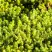 Очиток (седум) ЙЕЛЛОУ КВИН едкий в Полоцке