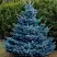 Ель МАДЖЕСТИК БЛЮ колючая в Полоцке