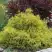 Кипарисовик ГОЛДЕН МОП горохоплодный в Полоцке