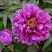 Пион ЛИЛОВАЯ ФАНТАЗИЯ древовидный в Полоцке