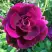 Роза БУРГУНДИ АЙС флорибунда в Полоцке