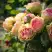 Роза ПИТАХАЙЯ чайно-гибридная в Полоцке