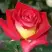 Роза ФРЕНДШИП чайно-гибридная в Полоцке