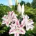 Лилия МАДЛЕН восточная в Полоцке