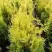 Туя ГОЛДЕН БРАБАНТ западная в Полоцке