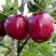 Яблоня РЕД ДЕЛИШЕС в Полоцке