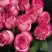 Роза КАРУСЕЛЬ чайно-гибридная в Полоцке