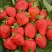 Клубника САН АНДРЕАС ремонтантная в Полоцке