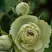 Роза ГРИН ДАЙМОНД миниатюрная в Полоцке