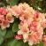 Рододендрон ФЛАУТАНДО в Полоцке