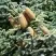 Пихта благородная в Полоцке