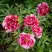 Пион РЕД ВИЗ ПИНК древовидный в Полоцке