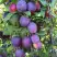 Слива БЛЮ СВИТ колонновидная в Полоцке