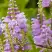 Физостегия РОЗЕЯ виргинская в Полоцке