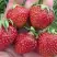 Клубника ВИМА ЗАНТА в Полоцке