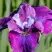 Ирис СИ Я ЛЕЙТЕР сибирский в Полоцке