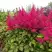 Астильба САННИ ДЕЙ гибридная в Полоцке