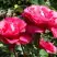 Роза ВИЕН РОУЗ чайно-гибридная в Полоцке