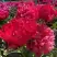 Пион БЕЛГРАВИЯ травянистый в Полоцке